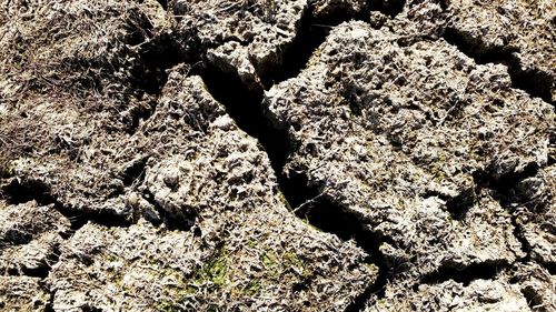 Full frame shot of lizard on land