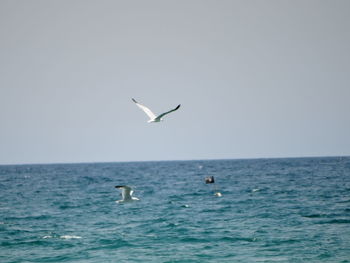 Birds flying over sea against clear sky