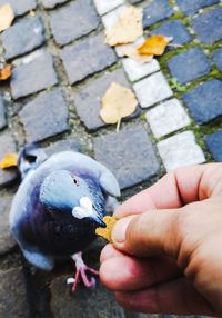 Close-up of man feeding bird