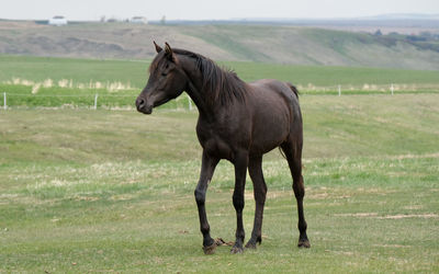 Horse grazing on field