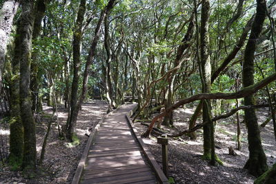 Boardwalk amidst trees in forest