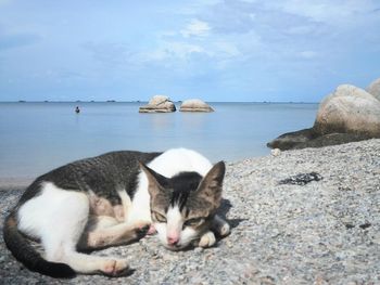 Cat sleeping on sea