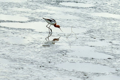 Bird on beach by lake during winter