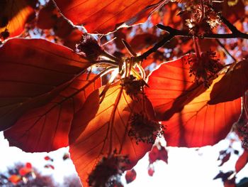 Low angle view of leaves on tree