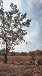 Deers view on field against sky