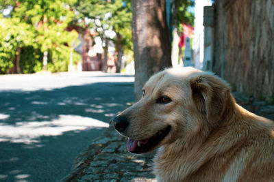 Close-up of dog looking away