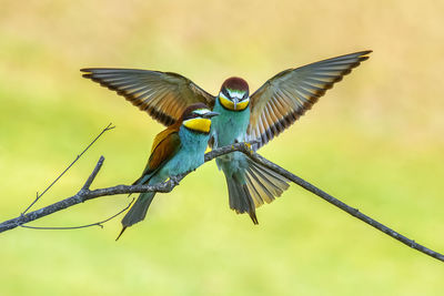 Close-up of bird flying against blurred background