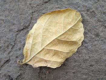 High angle view of leaf on concrete surface