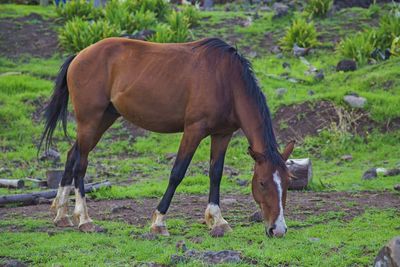 Horse standing on field