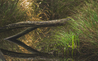 Close-up of fresh green grass