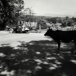 Dog walking on road