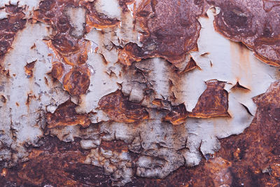 Full frame shot of old tree trunk