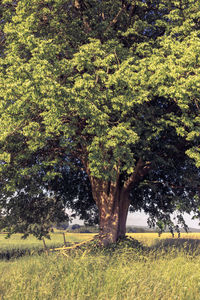 Trees growing in field