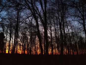 Silhouette of bare trees in forest