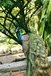 Close-up of a peacock