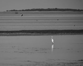 Seagull flying over sea