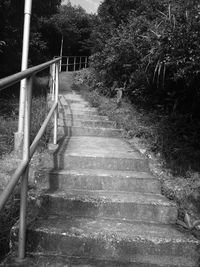 Stairs along trees