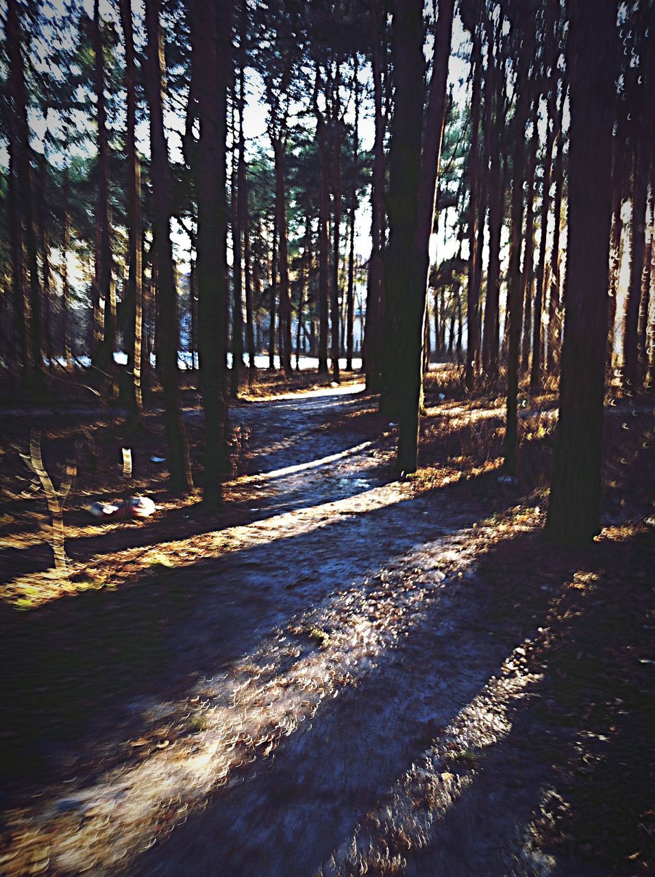 tree, tree trunk, tranquility, forest, tranquil scene, water, nature, beauty in nature, scenics, branch, growth, woodland, sunlight, non-urban scene, idyllic, outdoors, no people, silhouette, day, remote