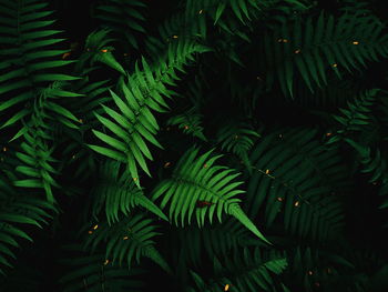 Full frame shot of palm tree leaves