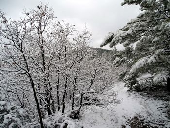 Bare trees on snow covered landscape