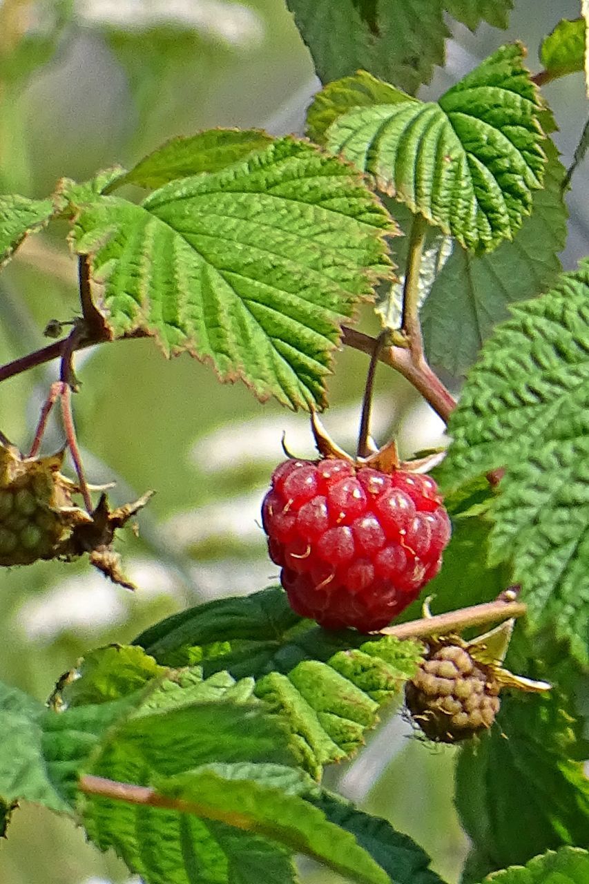 CLOSE-UP OF STRAWBERRIES ON TREE