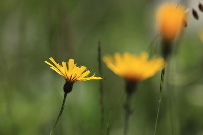 Close-up of yellow flowering plant