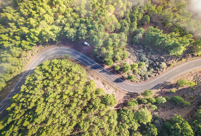 Aerial view of road amidst trees