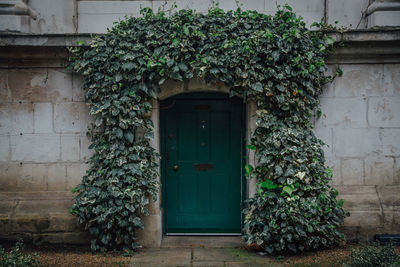View of plants against building