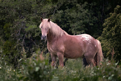 Side view of horse standing on land