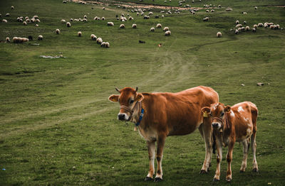 Cows on grassy field