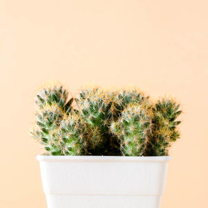 Close-up of potted cactus plant against white background
