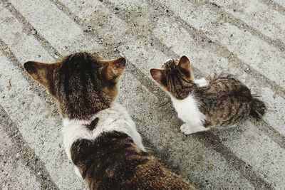 High angle view of cats sitting on street