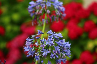 Close-up of flower blooming outdoors