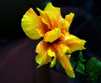 Close-up of yellow flowering plant