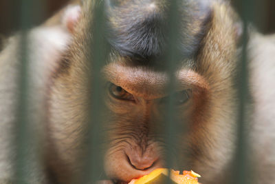 Close-up of monkey