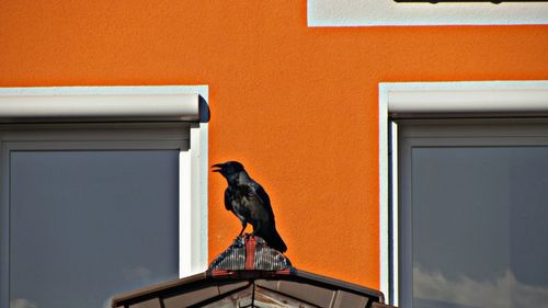 Bird perching on a wall