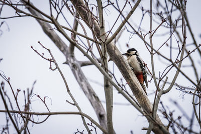 Low angle view of bird perching on branch