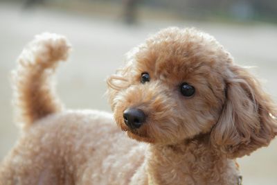 Close-up of brown dog on field