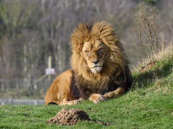 Close-up of a lion  looking directly at the camera. 