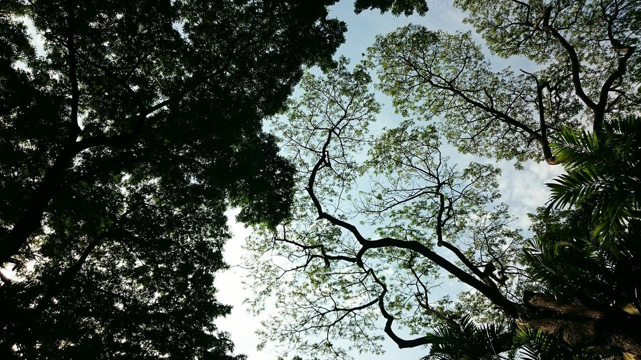 tree, low angle view, branch, growth, tranquility, nature, sky, beauty in nature, forest, silhouette, tree trunk, outdoors, clear sky, no people, day, scenics, tranquil scene, backgrounds, directly below, full frame