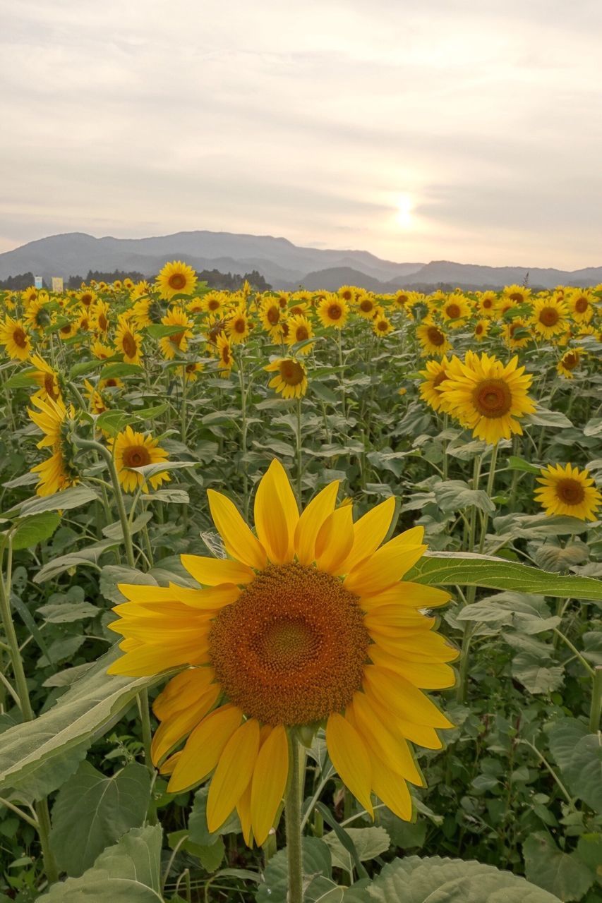 flower, freshness, fragility, yellow, petal, beauty in nature, growth, flower head, blooming, field, sky, plant, nature, sunflower, in bloom, cloud - sky, landscape, abundance, leaf, rural scene