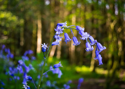 Close-up of purple flowering plant