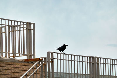 Bird perching on railing against sky