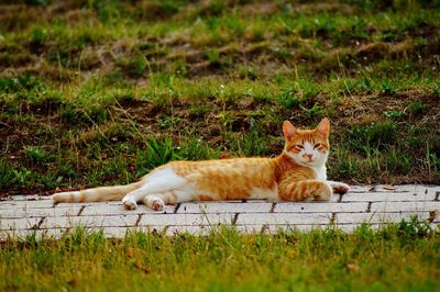 Portrait of cat relaxing on field