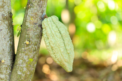 Close-up of leaf on tree trunk