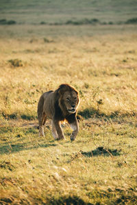 Cat walking in a field