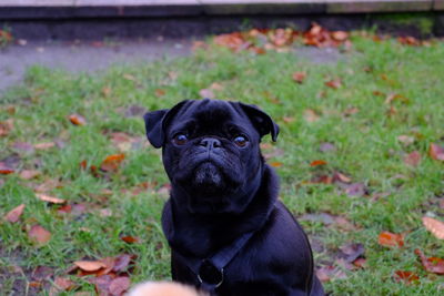 Portrait of black dog sitting on field