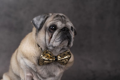 Portrait of a beautiful elderly pug with a bow tie on a gray background