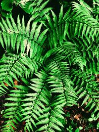 High angle view of fern leaves