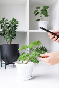 A person takes a photo on a smartphone of a home plant. lots of house plants in the room. 